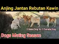 Download Lagu Anjing Jantan Rebutan Kawin (Anjing Kampung) - Dogs Mating Season (3 Male Dog Vs 1 Female Dog)