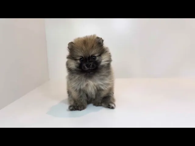 動画