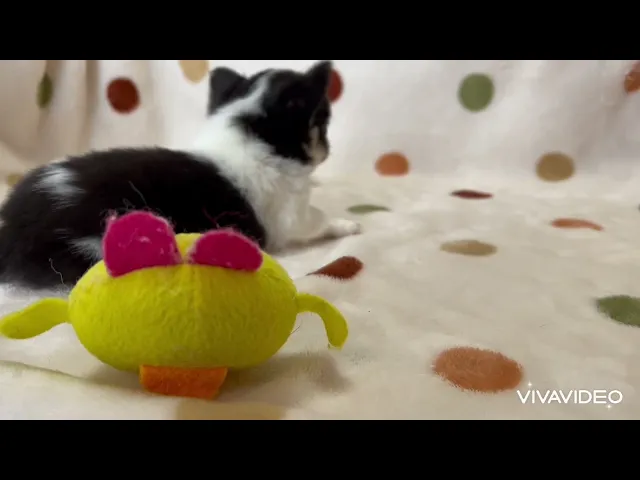 動画