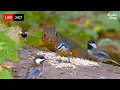 Download Lagu 🔴 24/7 LIVE: Cat TV for Cats to Watch 😺 Cute Birds and Squirrels in the Forest 4K Cat Games