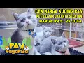 Download Lagu Harga 5 - 25 Juta - Cek Harga Kucing Ras Di Paw Vaganza Lippo Mall Kemang