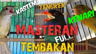 Download Masteran edisi Lebaran, Kapas Tembak Gacor vs Kenari Gacor vs Tengkek Buto Speed Rapat MP3