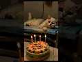 Download Lagu kucing di infus #kucing #kucinglucu #kucingsakit #happybirthday #kucingimut #fyp