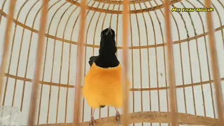 suara murai batu kepala putih sesuai untuk menaikkan semangat lawan murai batu 