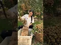 Download Lagu Creative Tool to Separate Longan Fruits from Branches #satisfying @RomFarm