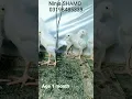 Download Lagu White Shamo Chicks