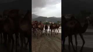 قلت للبدوي خل ابلكم ترعى مع ابلي 