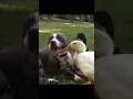 Download Lagu A Pit bull loves Duck Teeth cleaning