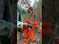 Download Lagu Sea Buckthorn Harvest #satisfying#shot
