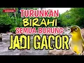 AUTO GACOR‼️ 1 Jam Suara Air Sungai Alami Bikin Semua Burung Buka Paruh - Terapi Stres \u0026 Macet Bunyi