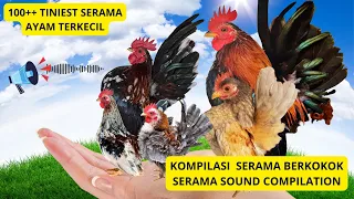 100 kompilasi ayam serama terkecil di dunia berkokok 