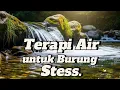 Download Lagu Suara air sungai untuk terapi burung stress - Relaksasi Burung - Terapi burung macet- AMPUH ❗