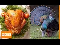 Download Lagu Top 10 Best Turkey Breeds