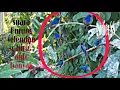 Download Lagu SUARA/PMANGIL BURUNG SELENDANG BIRU SANGAT COCOK UNTUK BERBURU/MEMIKAT