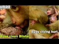 Heart deep worry Monkey Rose try lick clean her baby Rainbow blister Baby get hurt till crying