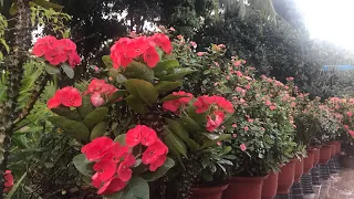 how to grow and decoration crown of thorns