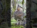 Download Lagu Burung Belibis Ruffed menampilkan pertunjukan drum khasnya #burung