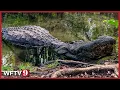 Woman Killed in Deadly Alligator Attack at Florida River