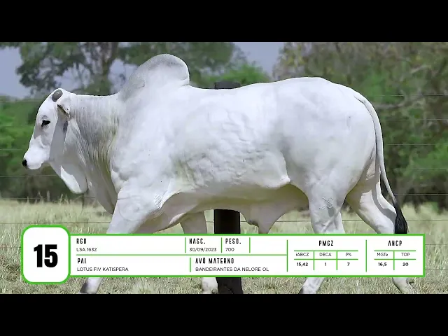 Touro Nelore LSA - 1632