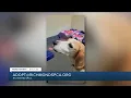 Paws for Pets Bootleg gentle easy-going guy who loves calm quiet