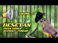 Download Lagu BESETAN KASAR CUCAK IJO ISIAN BRINJI RAMBUT TUNGIR ‼️ NEMBAK SPEED RAPAT SUARA KRISTAL #cucakijo