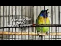 Download Lagu Masteran Cucak Kinoi Full Isian Siri-Siri Kecil Speed Rapat | @kicautembak