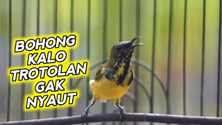cuit cuit cerr cerrr sogon trotol penjebol emosi semua sogon sogonmu pasti ngamuk gacor