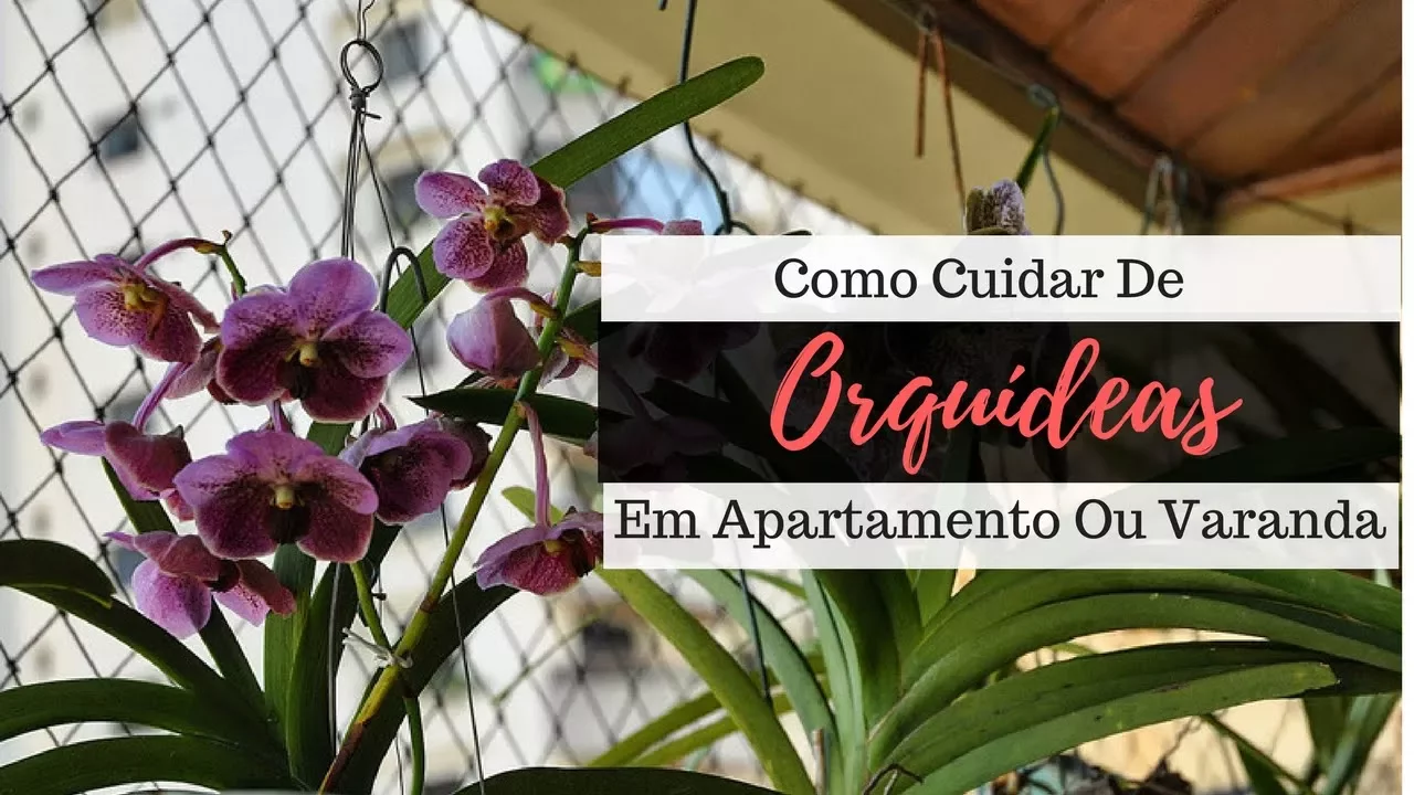 COMO CULTIVAR ORQUÍDEAS EM APARTAMENTO OU VARANDA