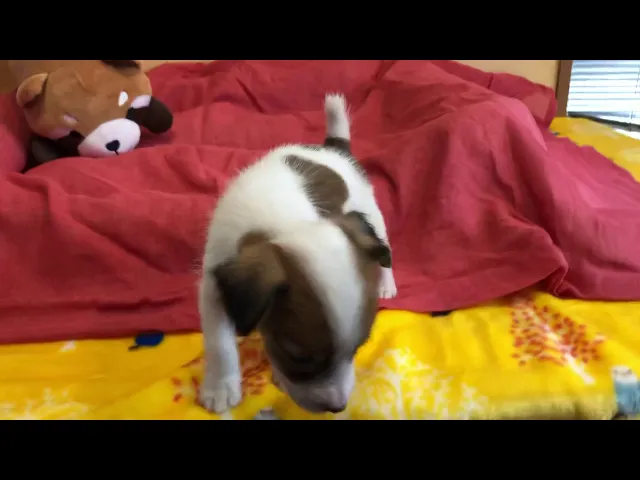 動画