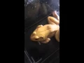 This might be the end for my Albinobullfrog