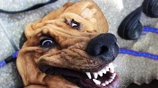 top 50 moment funny cute dogs viral clips 12 best funny video cute animals the pet fact