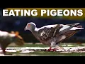 The history and virtues of eating pigeon meat squab