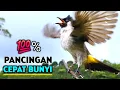 Download Lagu SUARA BURUNG KUTILANG GACOR GARUDA TARUNG 