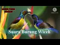 Download Lagu SUARA PIKAT KOLIBRI KELAPA RIBUT
