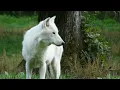 WHAT IS THE SYMBOLIC MEANING OF THE WHITE WOLF