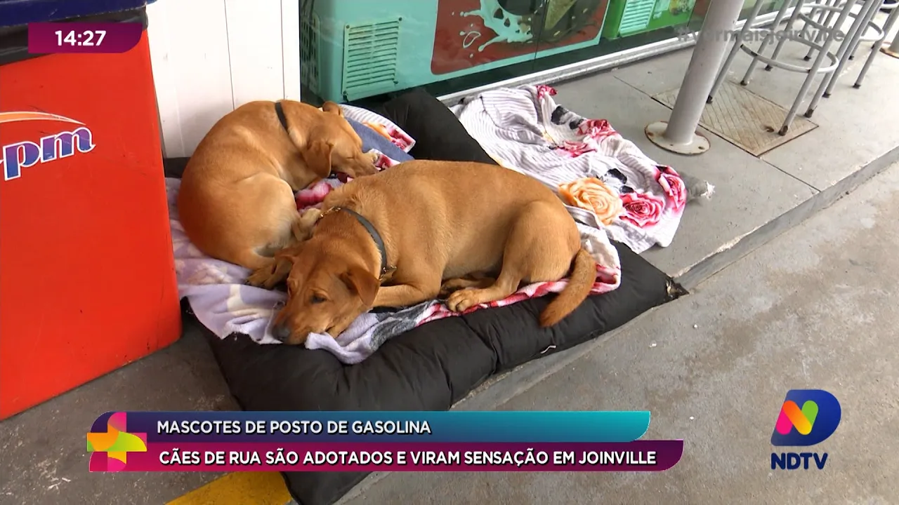Mascotes de posto de gasolina: cães de rua são adotados e viram sensação em Joinville
