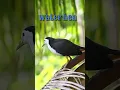 Download Lagu waterhen | white breasted waterhen bird #bird #nature