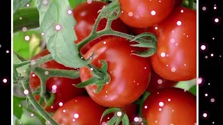 تەفسیر خەوبینین بە تەماتەوە 