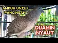 Lagu SUARA PERKUTUT BANGKOK GACOR INI AMPUH UNTUK PANCINGAN SEMUA PERKUTUT BANGKOK PASTI NYAUT 