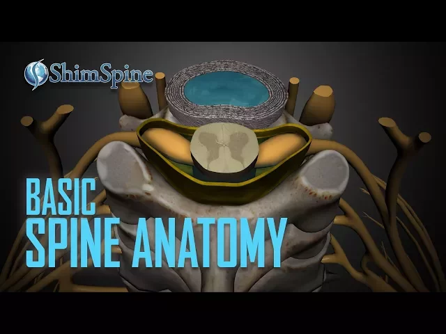 Basic Spine Anatomy