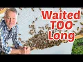Download Lagu Bijenhouden: slecht nieuws ALS u te lang wacht!