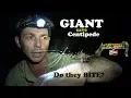 Download Lagu Are House Centipedes  Dangerous? - MONSTER CENTIPEDES  Top 10 Centipedes centipede venomous? Full 👇🏼
