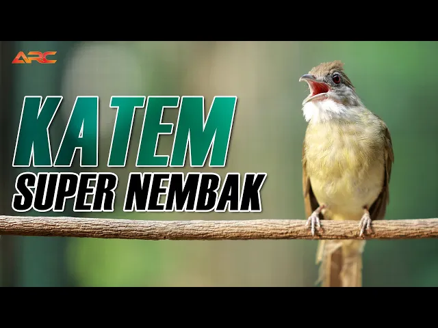 Download MP3 MASTERAN KAPAS TEMBAK GACOR SUPER NEMBAK