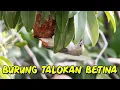 Download Lagu Burung Talokan Betina Di Alam Liar