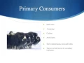 Tundra Ecosystem Production