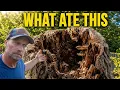 What Actually Makes a Tree Stump Rot