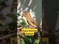 suara burung manyar cocok buat masteran #birds #videoshort #burungmanyargacor