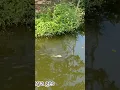 Download Lagu Ada buaya di sungai kebun binatang