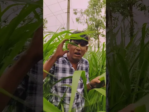 আর যাবেনা মাইয়া আক্ষ ক্ষেতে #chikonali #comedy #shorts #ytshorts #trending #newvideo #shortsvideo