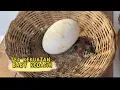 Download Lagu Tak kasih telur angsa, biar kapok !!! Hahaha